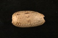 藏品(陷塔榧螺)的圖片